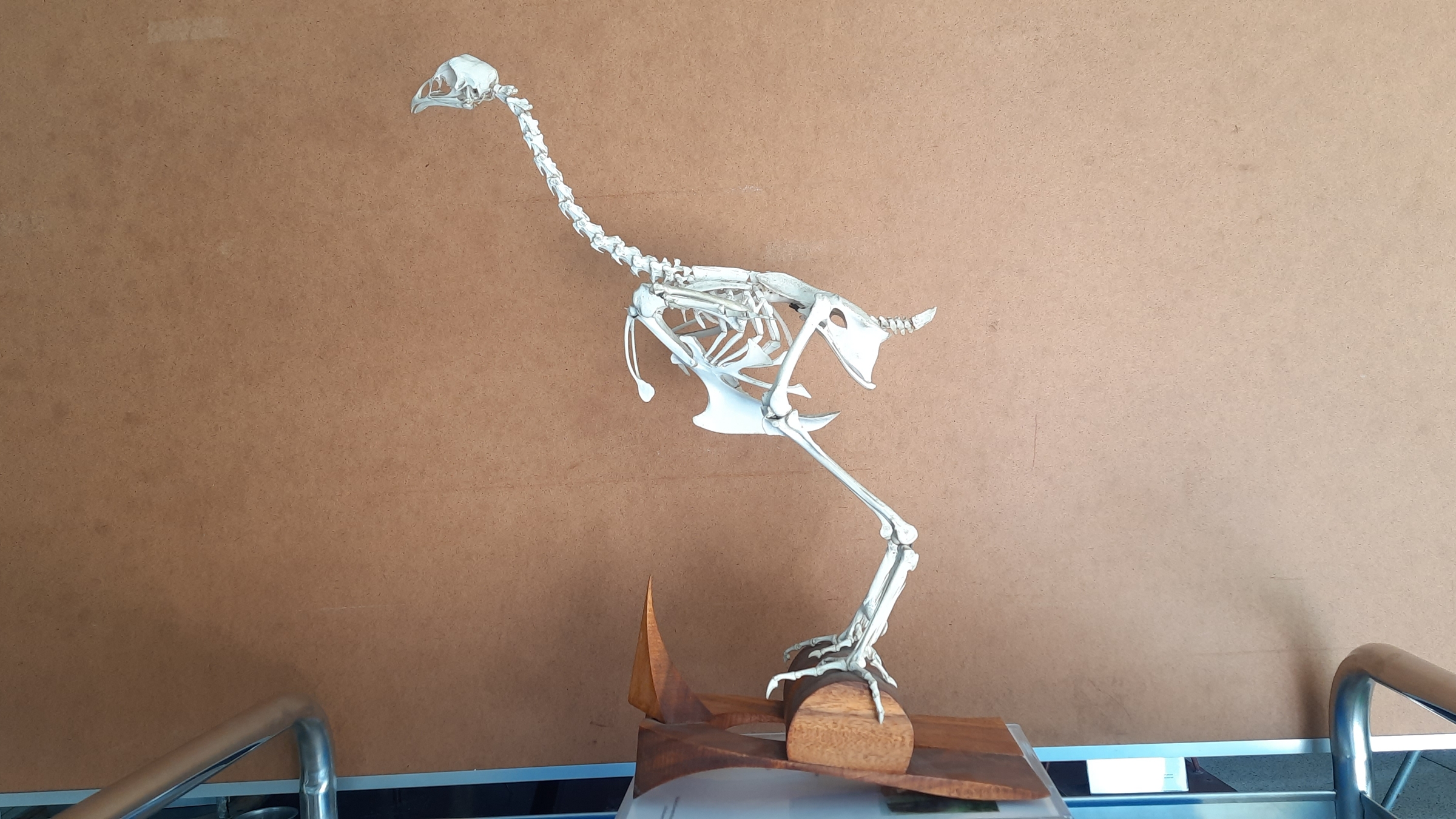 คณะสัตวแพทยศาสตร์ มหาวิทยาลัยเกษตรศาสตร์