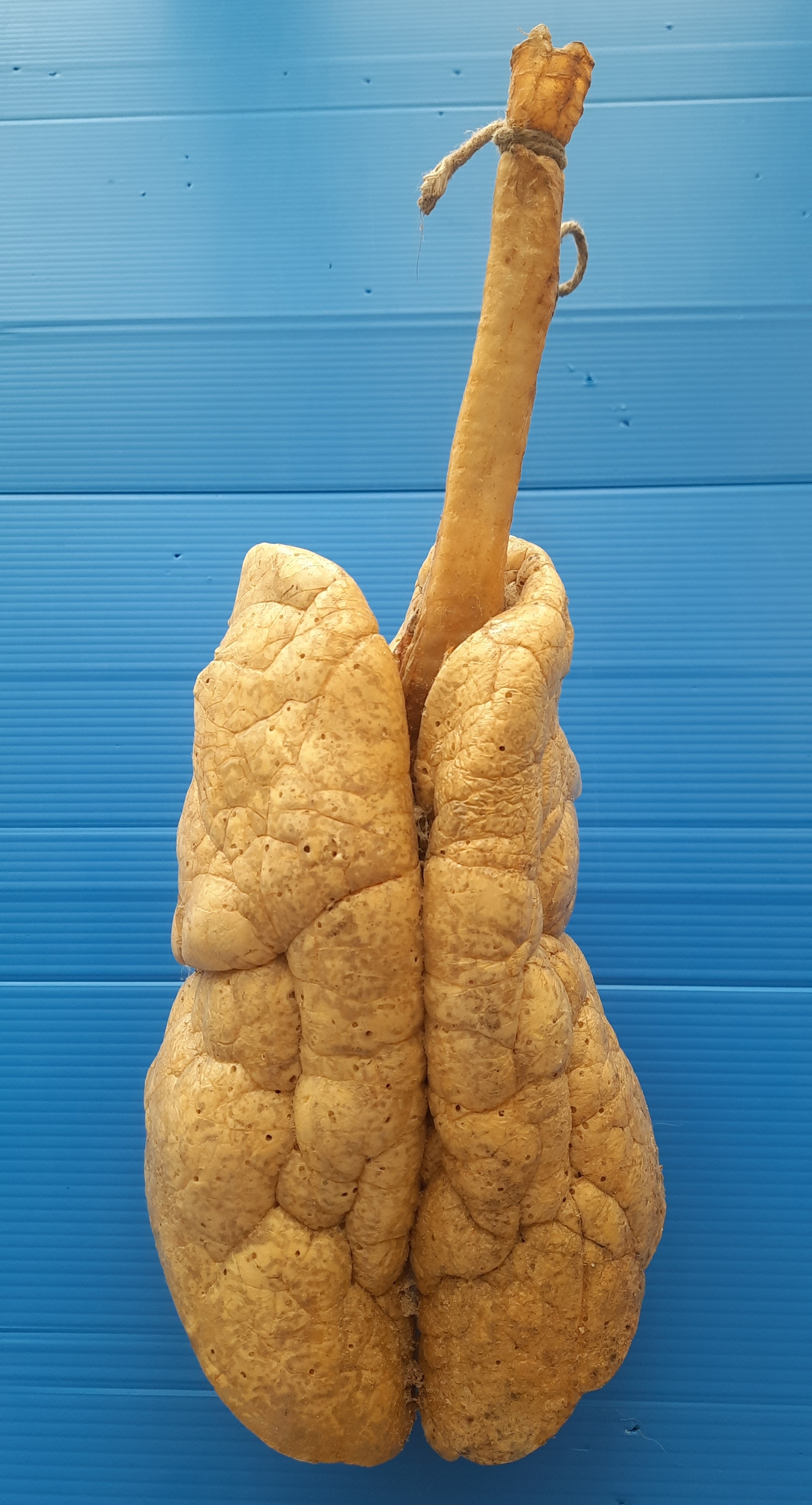 คณะสัตวแพทยศาสตร์ มหาวิทยาลัยเกษตรศาสตร์