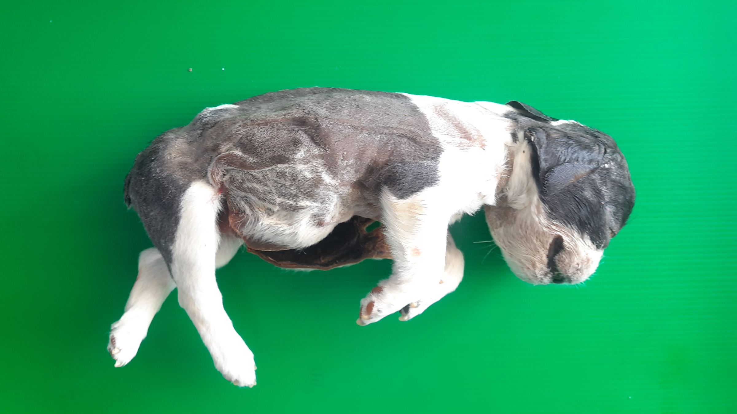 คณะสัตวแพทยศาสตร์ มหาวิทยาลัยเกษตรศาสตร์