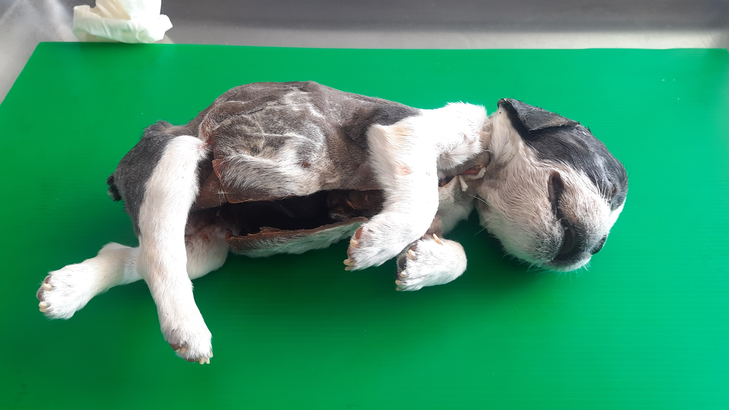 คณะสัตวแพทยศาสตร์ มหาวิทยาลัยเกษตรศาสตร์