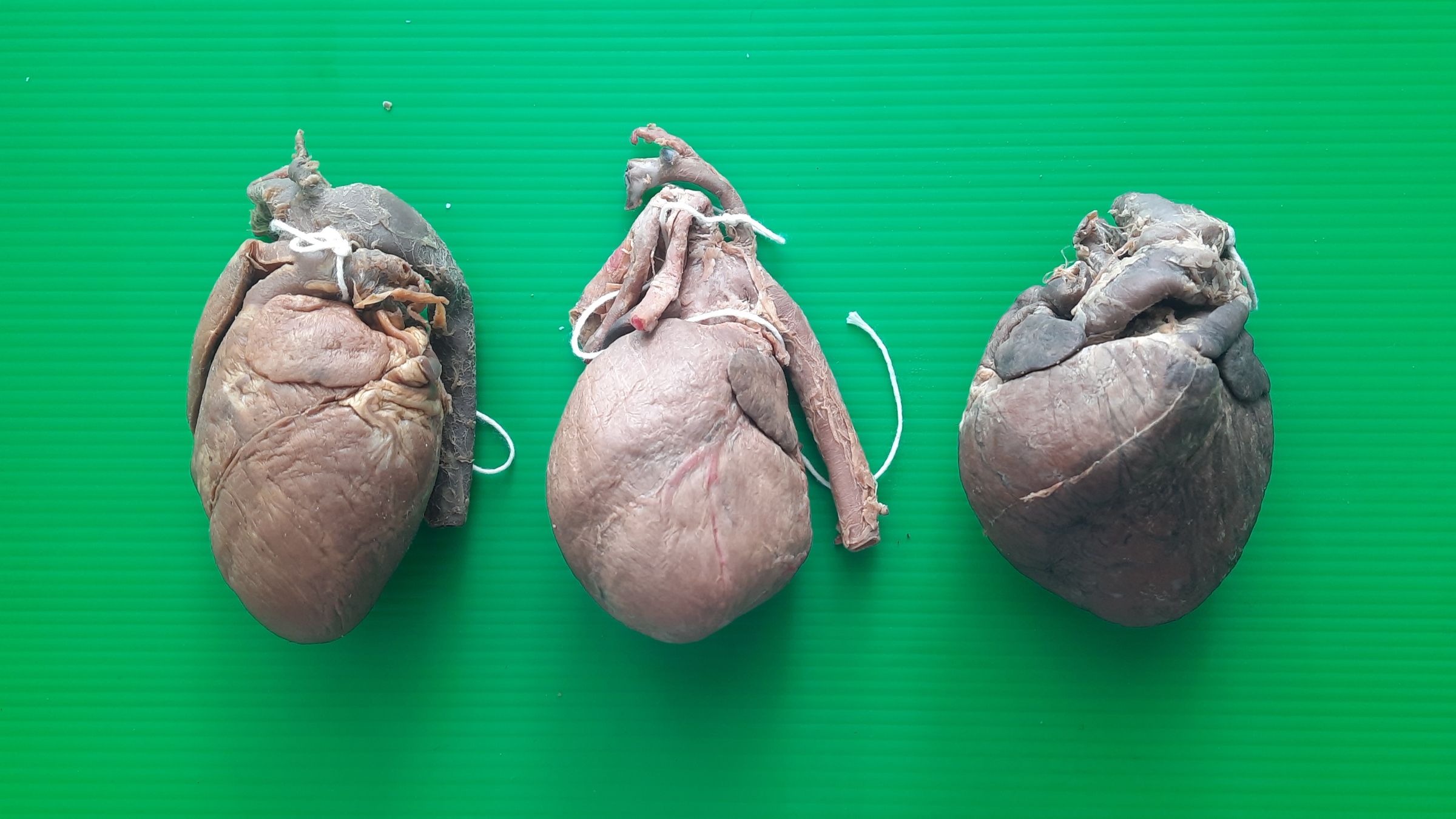 คณะสัตวแพทยศาสตร์ มหาวิทยาลัยเกษตรศาสตร์